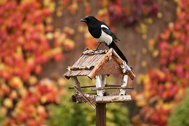 Vogelfutterhӓuser im Garten